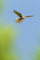 Postolka obecna - Falco tinnunculus - Eurasian Kestrel 4325